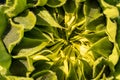 Green sunflower Macro photo of a sunflower bud. Composition of green leaves. Natural background of green leaves. Royalty Free Stock Photo