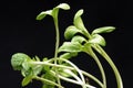 Green sunflower plant sprouts isolated