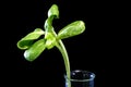 Green sunflower plant sprouts isolated