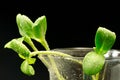 Green sunflower plant sprouts isolated