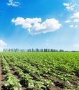 green sunflower on spring field under blue sky with cloud Royalty Free Stock Photo