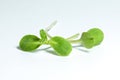 Green sunflower sprout Royalty Free Stock Photo