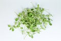 Green sunflower sprout Royalty Free Stock Photo