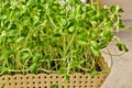 Green sunflower sprout growing from seed in basket at home Royalty Free Stock Photo