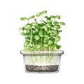 Green sunflower sprouts in glass container. Watercolor illustration. Fresh microgreen sunflower sprouts growing in the