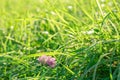 Green sunlit glade with single clover flower on it in the fresh dew Royalty Free Stock Photo