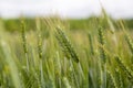 Green barley field, abstract nature background concept for agriculture and nutrition, fertilization and pesticides, copy space.