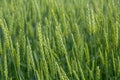 Green barley field, abstract nature background concept for agriculture and nutrition, fertilization and pesticides, copy space.