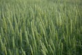 Green barley field, abstract nature background concept for agriculture and nutrition, fertilization and pesticides, copy space.