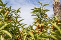 Green sunny branches of a tree on which citrus fruit grows, kumquat, similar to small tangerines. The light blue sky. Close-up. Royalty Free Stock Photo