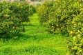 Green Sunny Orange Garden With Rows Of Orange Trees With Oranges Fruits On Branches, Summer Day Plantation Landscape
