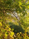 Green sunny tree tops summer in the woods