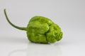 A green super hot Naga chili on white background Royalty Free Stock Photo