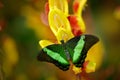 Green swallowtail buterfly, Papilio palinurus, insect in the nature habitat, red and yellow liana flower, Indonesia, Asia Royalty Free Stock Photo