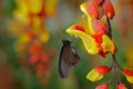 Green swallowtail butterfly, Papilio palinurus, insect in the nature habitat, red and yellow liana flower, Indonesia, Asia. Red an Royalty Free Stock Photo