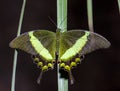 Green swallowtail butterfly, Papilio palinurus. Insect in the nature habitat, sitting in the green leaves Royalty Free Stock Photo