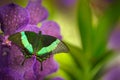Green swallowtail butterfly, Papilio palinurus, on the pink violet orchid bloom. Insect in the nature habitat, sitting on wild Royalty Free Stock Photo