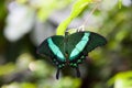 Green swallowtail butterfly resting on a green leaf Royalty Free Stock Photo