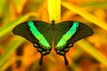 Green swallowtail butterfly resting on a leaf Royalty Free Stock Photo