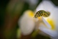 Green swallowtail larva on a frangipani plant with pink flowers