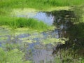 Green swamp