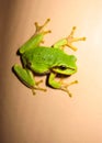 Green swamp frog with spread legs