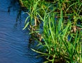 Green Swamp Grass In Bright Sunlight On A Clean Stream With Fresh Blue Water, Background