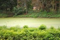 Green swamp pond in the park in the forest