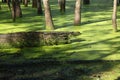 Green Swamp at Raritan Canal Royalty Free Stock Photo