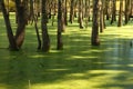 Green Swamp at Raritan Canal Royalty Free Stock Photo