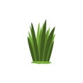 Green Swamp Sedge Weed Isolated Element Of Forest Landscape Design For The Flash Game Landscaping Purposes