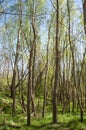 Green swamp during spring time