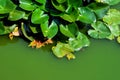 Green swamp water background 1