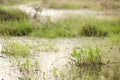 Green swamp water plants blurred background
