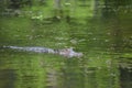 Green Swamp Waters Surrounded by an Alligator
