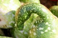 Green swan shaped gourd macro