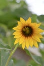 Sweat bee on a sunflower Royalty Free Stock Photo