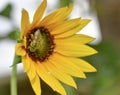 Sweat bees on a yellow sunflower Royalty Free Stock Photo