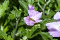 A Green Sweat Bee Subgenus Agapostemon Seeks Pollen on a Purple Flower Royalty Free Stock Photo