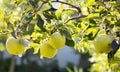 Green sweet apple on branch