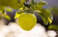 Green sweet apple on branch