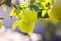 Green sweet apple on branch