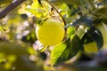 Green sweet apple on branch