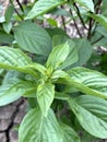 green sweet basil plant in the garden Royalty Free Stock Photo