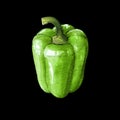 green sweet bell pepper watercolor illustration on black back Royalty Free Stock Photo