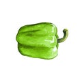 green sweet bell pepper watercolor illustration on white back Royalty Free Stock Photo