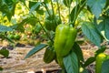 Green sweet bell peppers paprika growing in a field. Royalty Free Stock Photo