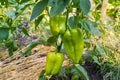Green sweet bell peppers paprika growing in a field. Royalty Free Stock Photo