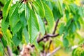 Green sweet cherry leaves with raindrops in the garden on a tree Royalty Free Stock Photo