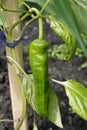 Green sweet immature pepper hangs on a bush. Capsicum annuum Group Royalty Free Stock Photo